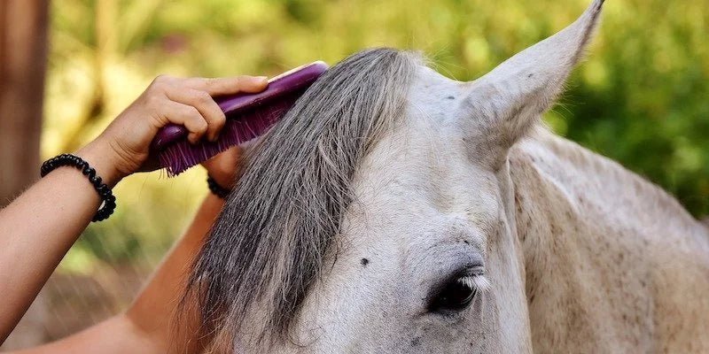 Horse Hair Convertible Top Brush | The Rag Company