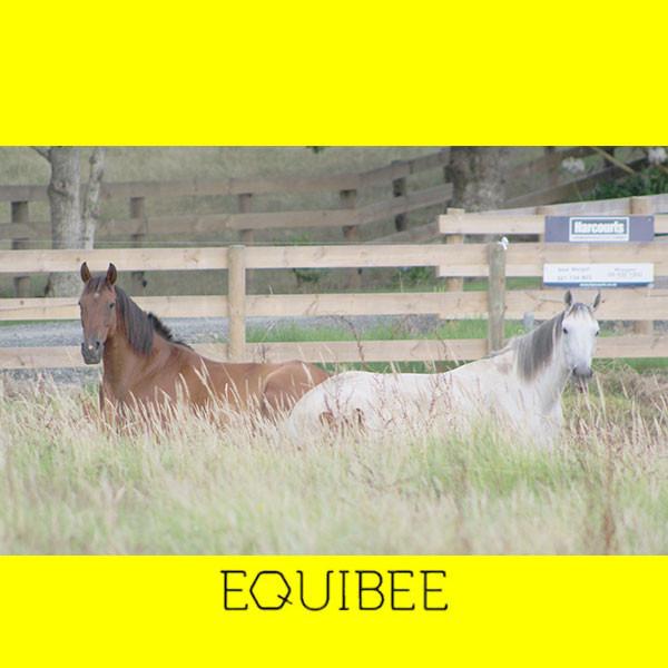 Horse Coughs , Colds, Respiratory Problems - Saddlery Direct