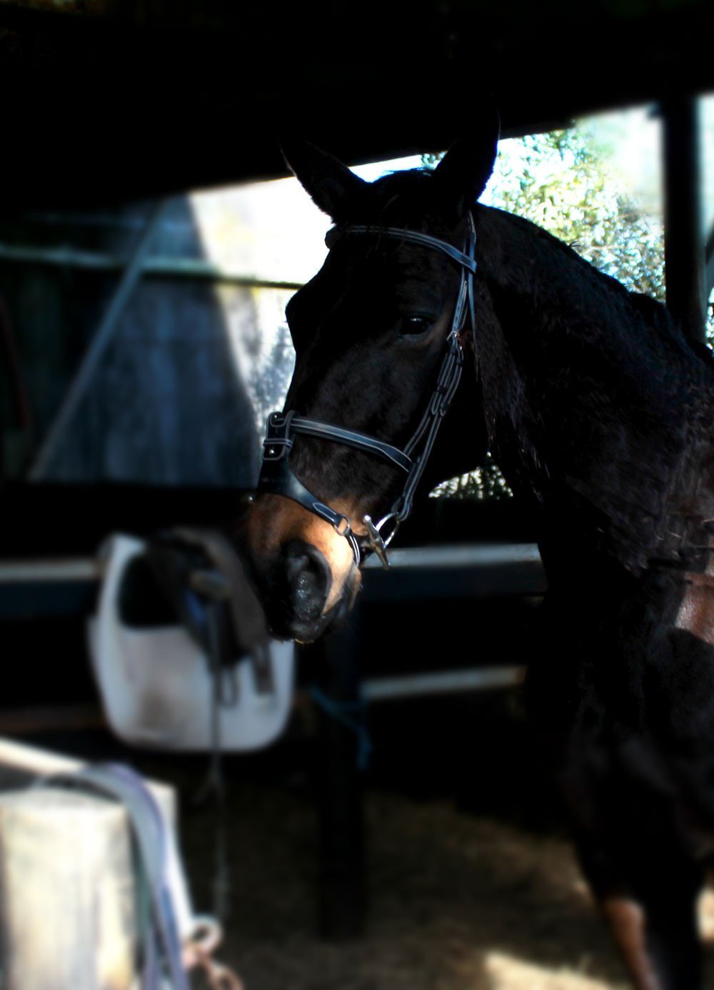 David fitting Silver Crown X-Noseband on Prinz - Saddlery Direct