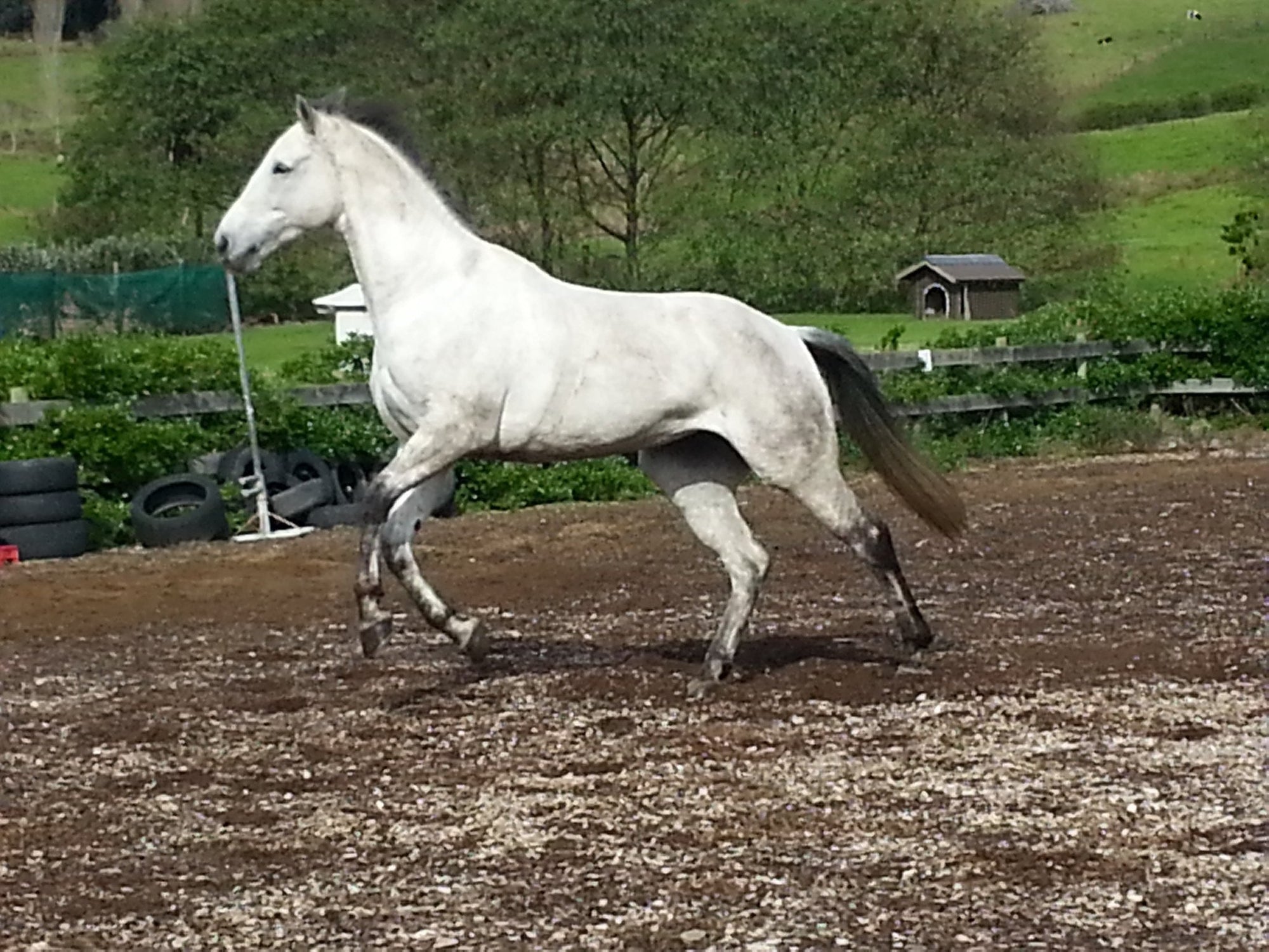 More- Mag Magnesium Supplement - Saddlery Direct