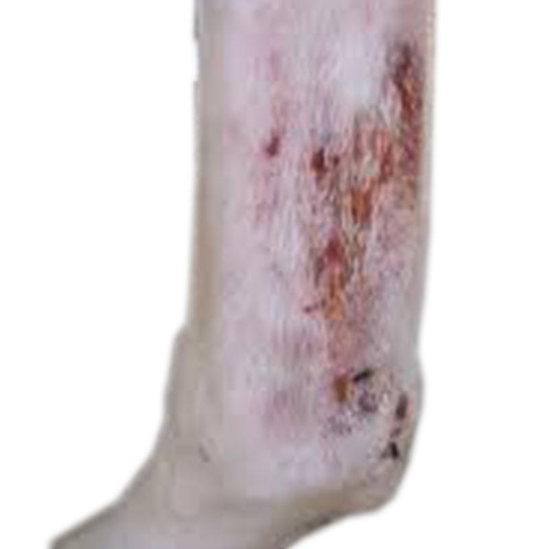 Rain Rot - Mud Fever - Saddlery Direct