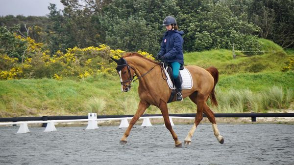 Sharon Klijn  . Team Rider - Saddlery Direct