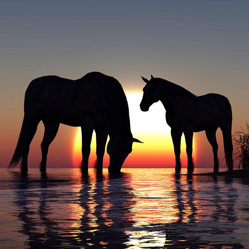 Animal Health | Saddlery Direct