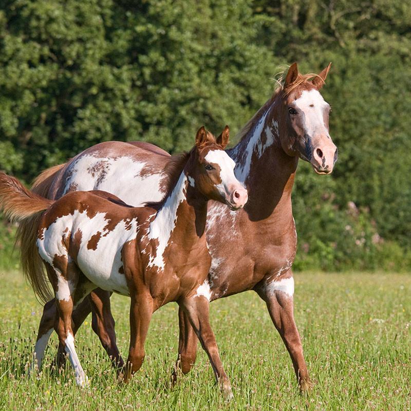 Custom Made | Saddlery Direct