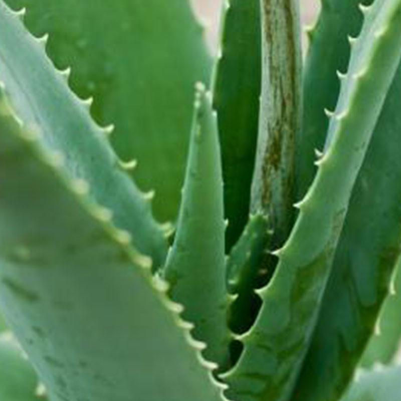 Aloe Vera Gel - Saddlery Direct