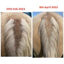 Honey Trap Mane Magic - Rubbed Manes - Saddlery Direct