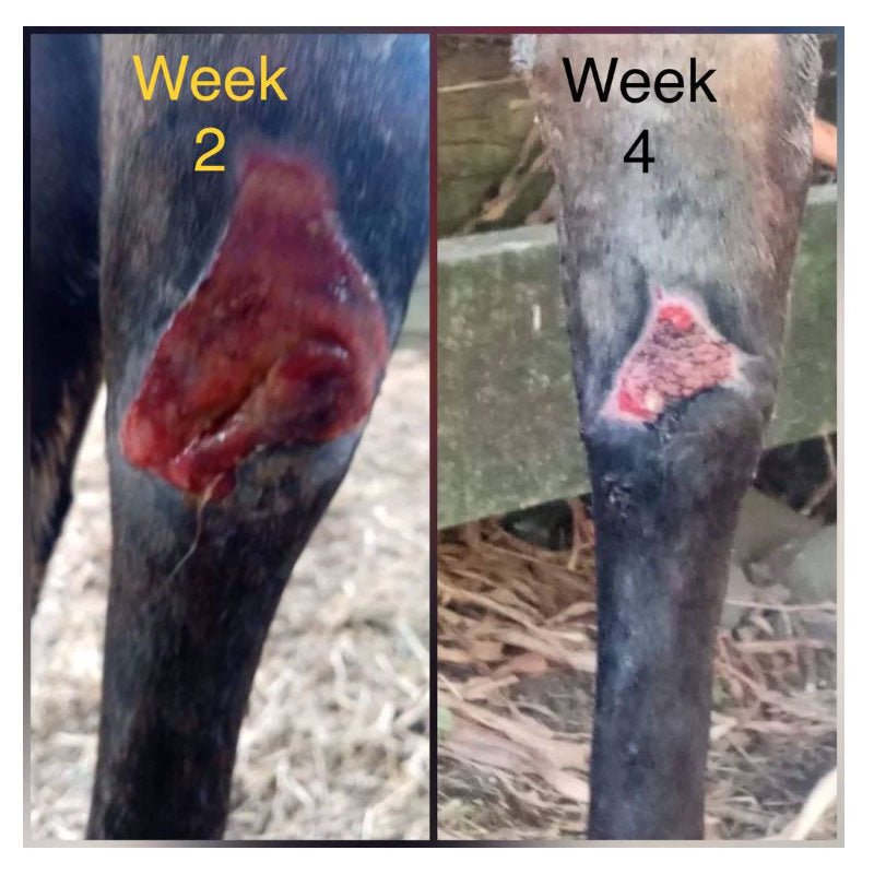 Honey Trap Manuka Dressings - Saddlery Direct