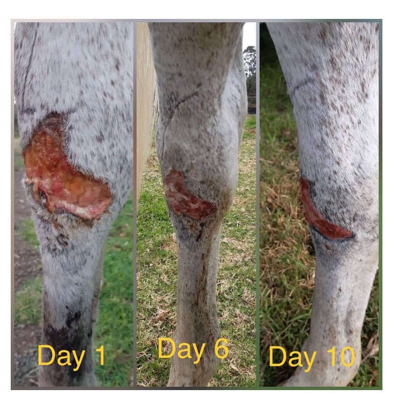 Honey Trap Manuka Dressings - Saddlery Direct