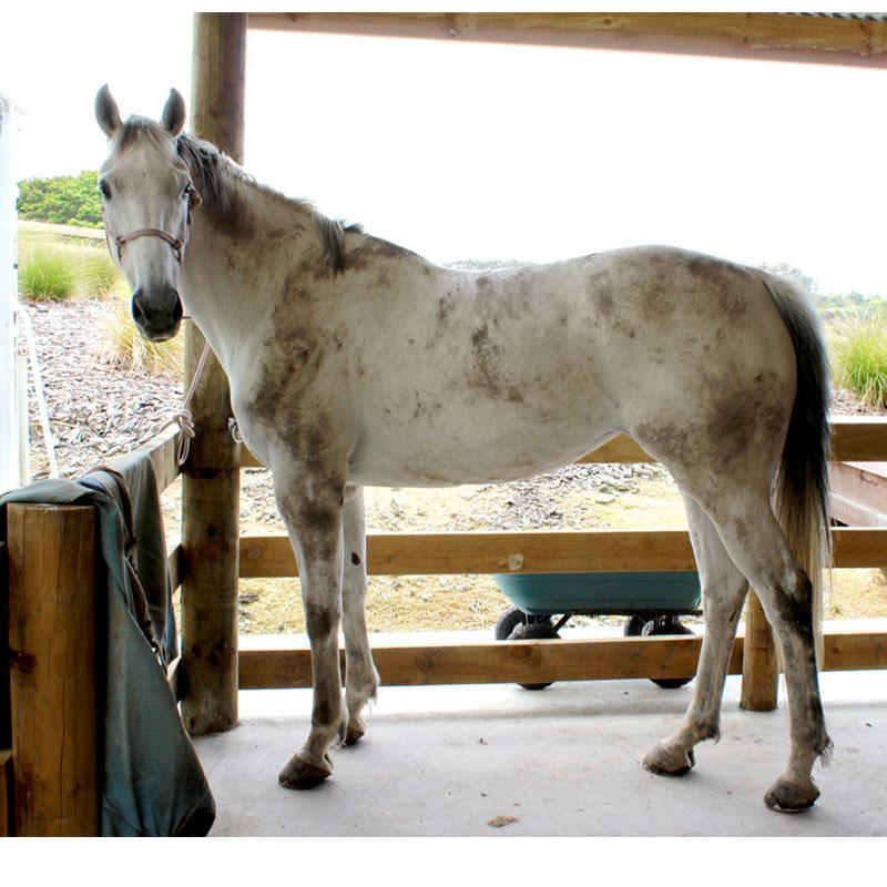 Naturally White Soap Bar - Saddlery Direct