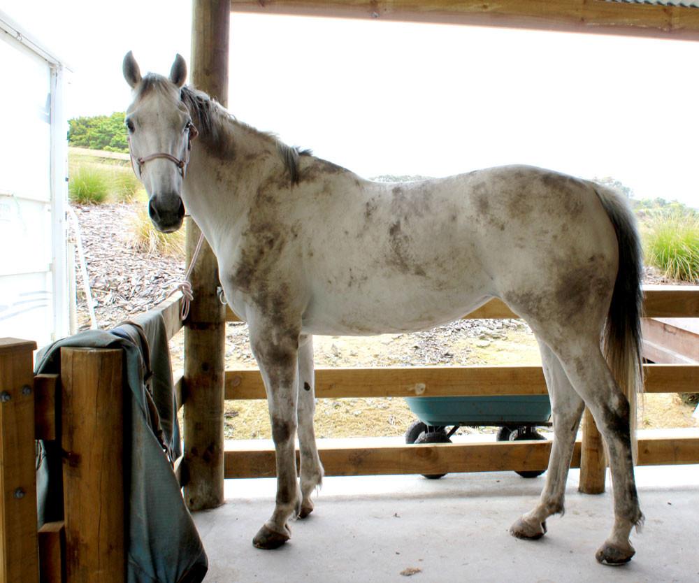 Naturally White Soap in a Tin - Saddlery Direct