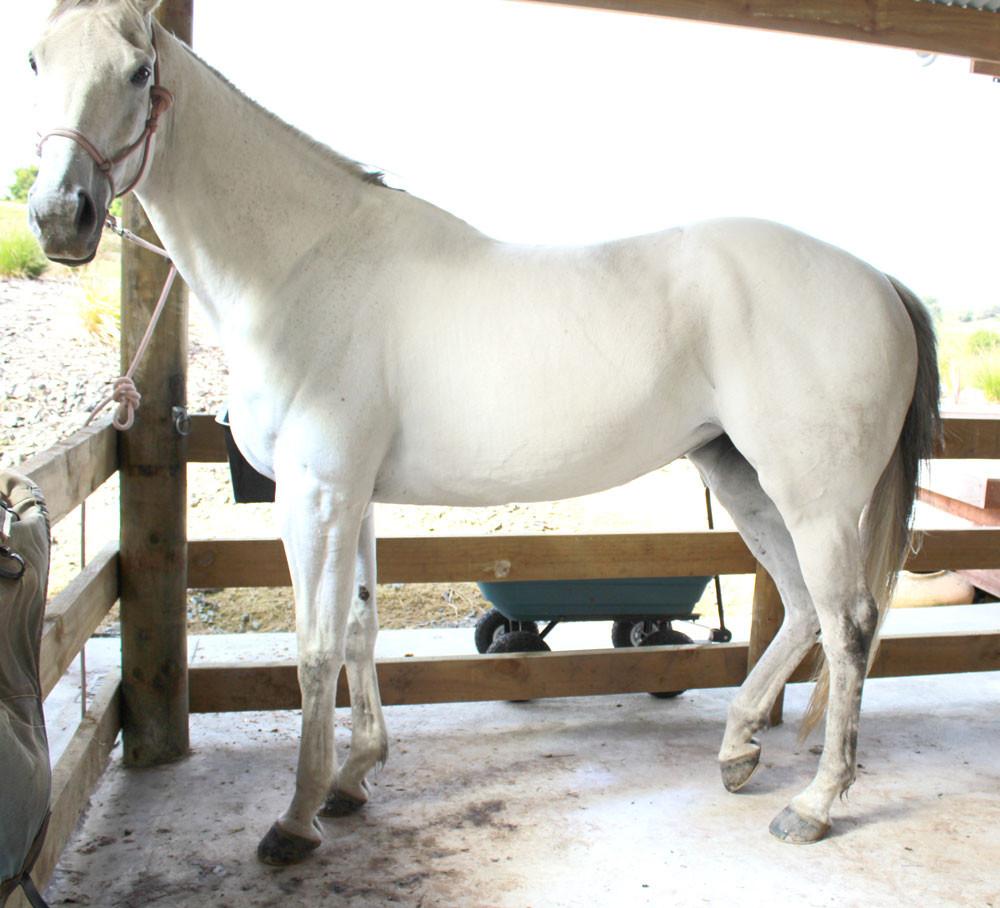 Naturally White Soap in a Tin - Saddlery Direct