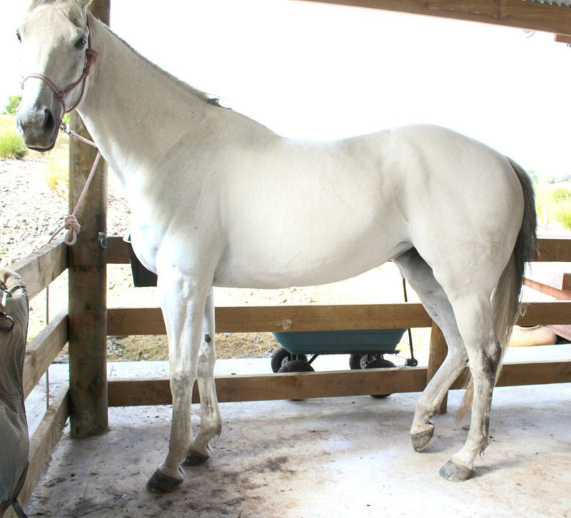 Naturally White Soap in a Tin - Saddlery Direct