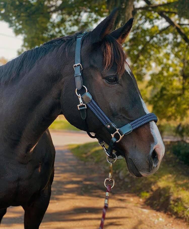 Silver Crown Paracord Halter Sale - Saddlery Direct
